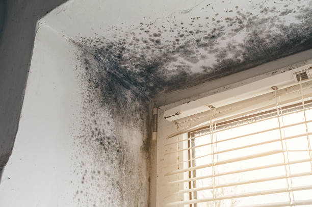 Affordable Attic Mold Remediation solutions in Guston, KY