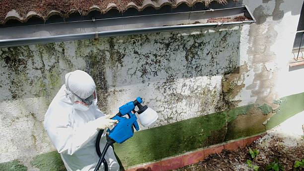 Top rated local Attic Mold Remediation specialists in Guston, KY